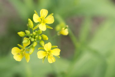 Hardal çiçeği yakın plan, üst manzara, yaz bahçesi, sarı çiçek.