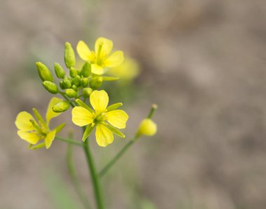 Hardal çiçeği yakın plan, üst manzara, yaz bahçesi, sarı çiçek.