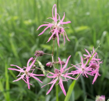 mor çayır çiçekleri, yaz tarlası