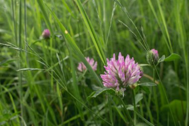 Yaz çayırında yonca çiçeği, mor çiçek.