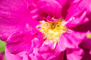 Çay gülü yakın, pembe renk.