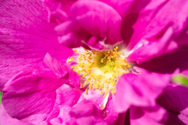 Çay gülü yakın, pembe renk.