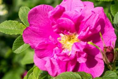 Çay gülü yakın, pembe renk.