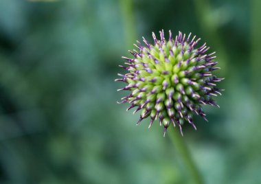 Üst manzara tomurcuğu, yuvarlak çiçek, özet