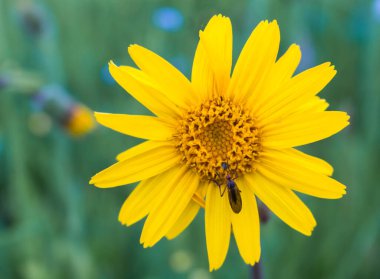 Çayırdaki sarı ekinezya çiçeği, Karpat otları.
