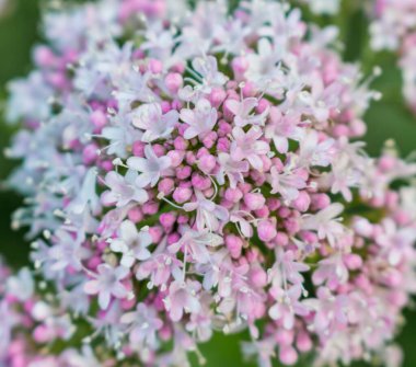 Pembe çiçekler kabartma, yaz çayırı