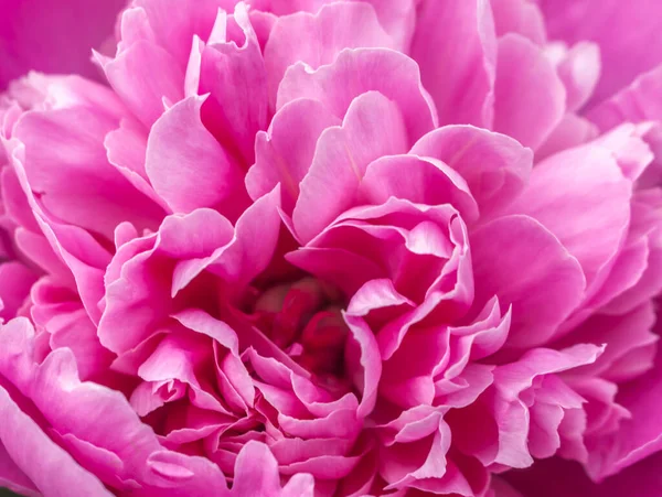 Hassas pembe şakayık, dostum, yazın başında.