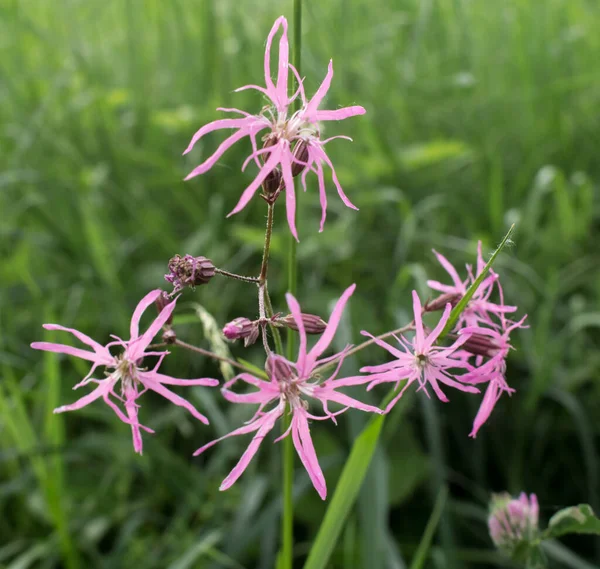 mor çayır çiçekleri, yaz tarlası