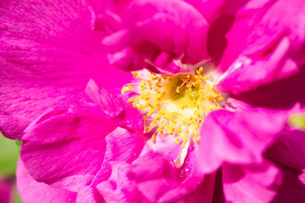 Çay gülü yakın, pembe renk.