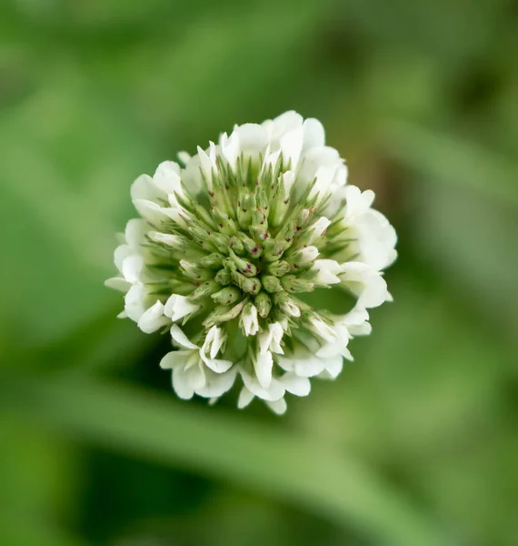 Fiore Trifoglio Bianco Prato Estivo Vista Dall Alto — Foto Stock