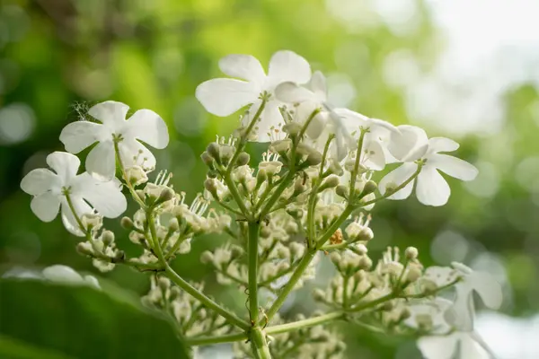 Blanco Viburnum Flores Cerca Verano Garde — Foto de Stock