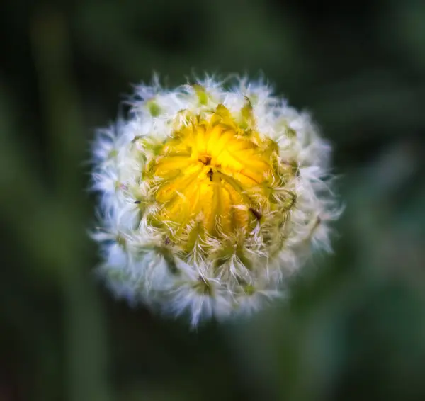 Knospe Von Oben Runde Blume Summa — Stockfoto