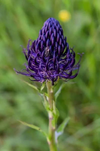 Dunkelviolette Blume Ähnlich Einer Beere Karpaten Bergwiese — Stockfoto