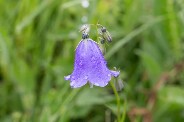 Bluebell Λουλούδι Μωβ Δροσιά Καλοκαίρι Πρωί — Φωτογραφία Αρχείου