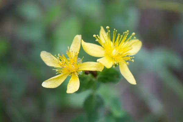 John Wort Virág Közelkép Sárga Virág Kárpátok Meado — Stock Fotó