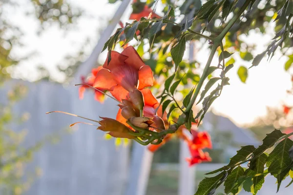 Turuncu renkli kampsis tomurcukları, tırmanan çalılar, güneşli da