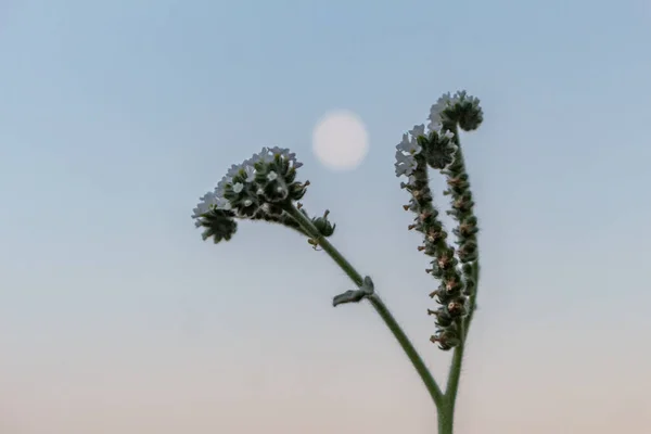 Bir Çiçeğin Silueti Gökyüzü Ayın Arka Planında Odak Dışı Fotoğraf — Stok fotoğraf