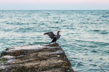 Karadeniz turtasındaki vahşi siyah ördek