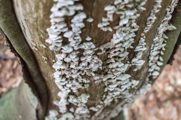 Cogumelos Toadstool Uma Árvore Inimigos Cárpatos — Fotografia de Stock
