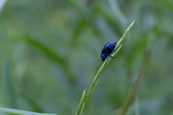 Besouro Azul Spikelet Macro Prado Verão — Fotografia de Stock