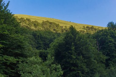 Yazın Karpat Dağları, Ukrayna, Kayın Ormanı manzarası