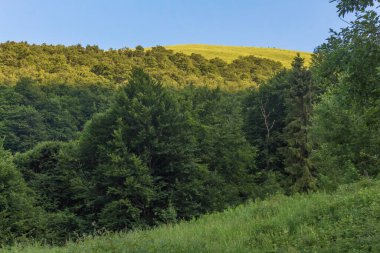 Yazın Karpat Dağları, Ukrayna, Kayın Ormanı manzarası