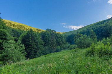 Yazın Karpat Dağları, Ukrayna, Kayın Ormanı manzarası
