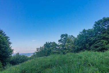 Yazın Karpat Dağları, Ukrayna, Kayın Ormanı manzarası