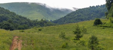 Karpatlar 'da manzara, yaz, kayın ormanı, ufuk.