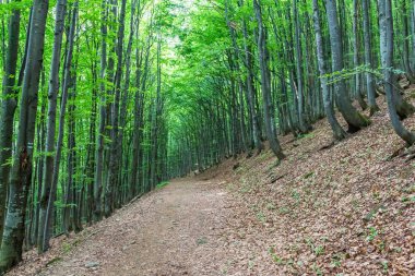 Yazın Karpat dağlarında kayın ormanı, yeşil renkli.