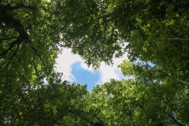 Kayın ağacından taç, alt görünüm, tavan penceresi, yaz önlükleri.