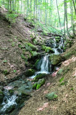 Yazın, kayın ormanındaki pitoresk dağ deresi