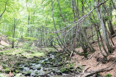 Karpatlar, Ukrayna 'daki dağ deresi, bulanık su akışı, şelale, yaz tazelikleri