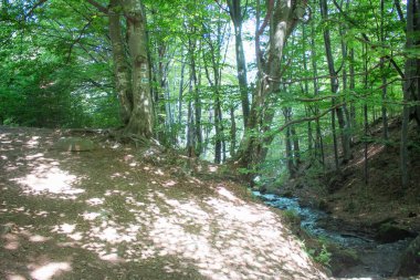 Karpatlar, Ukrayna 'daki dağ deresi, bulanık su akışı, şelale, yaz tazelikleri