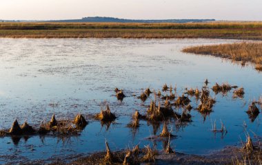 Karadeniz kıyısındaki nehir manzarası, yaz manzarası