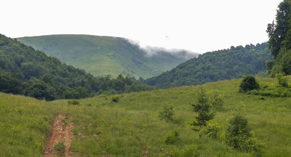 Landscape Carpathians Summer Beech Forest Horizo — Stockfoto