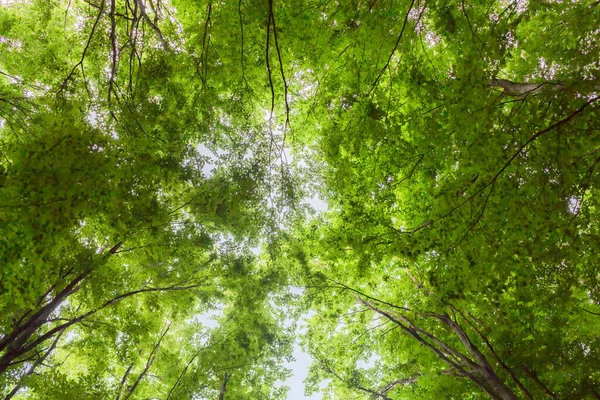 山羊座 水底景观 夏季泡沫 — 图库照片