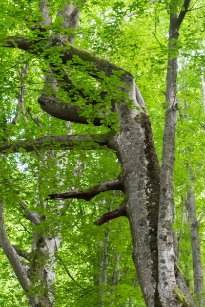 Bizarro Faia Árvore Verão Carpathian Fores — Fotografia de Stock