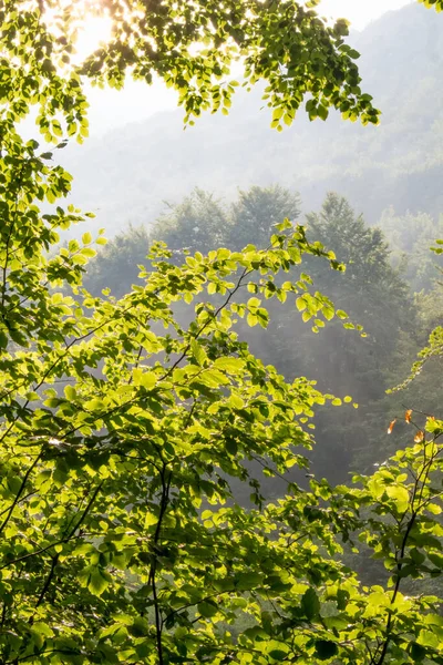 Folga Através Coroa Árvores Verão Carpathian Fores — Fotografia de Stock