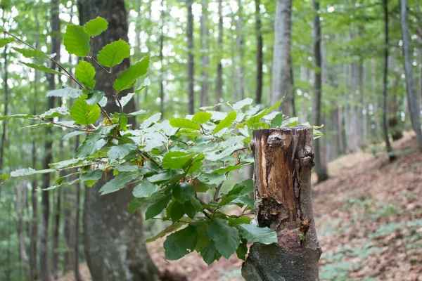 Букова Паростка Обрізаному Стовбурі Дерева Літні Ліси — стокове фото