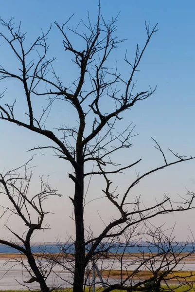 Albero Senza Foglie Contro Sera — Foto Stock