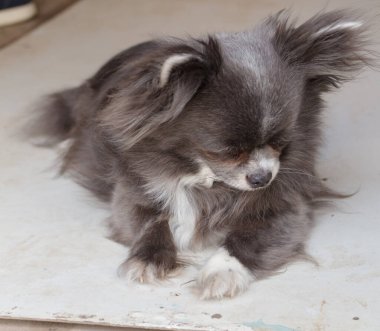 Beyaz benekli gri chihuahua köpeği, yakın plan, dişi.