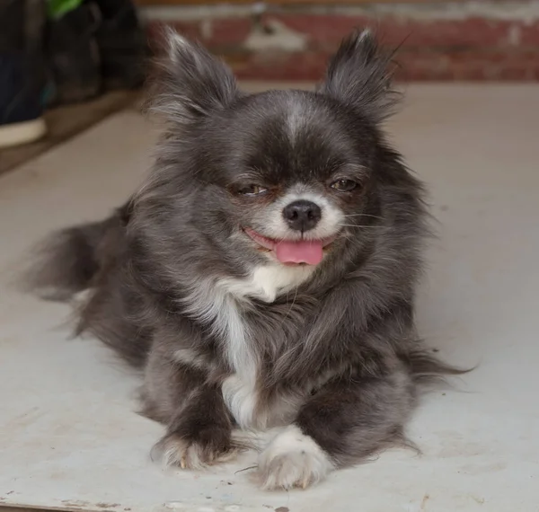 Cão Chihuahua Cinza Com Manchas Brancas Close Fêmea — Fotografia de Stock