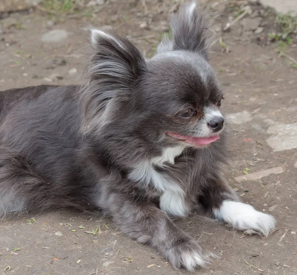 白い斑点を持つ灰色のChihuahua犬 クローズアップ — ストック写真