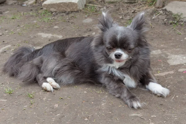 Beyaz Benekli Gri Chihuahua Köpeği Yakın Plan Dişi — Stok fotoğraf