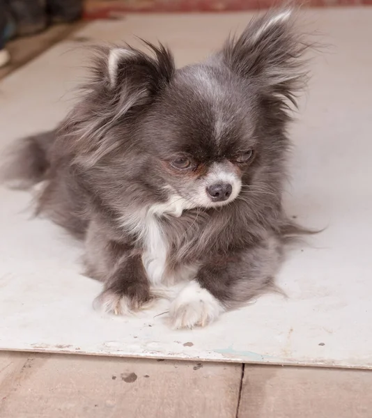 Beyaz Benekli Gri Chihuahua Köpeği Yakın Plan Dişi — Stok fotoğraf