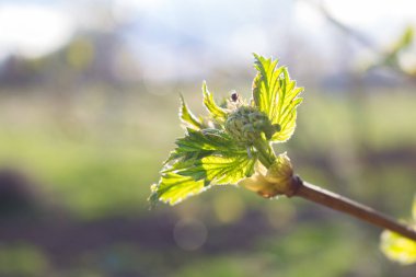 Viburnum şubesi, genç bahar çekimi, yakın çekim.