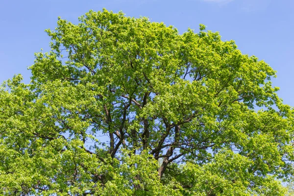 big green oak against the blue sky, summe