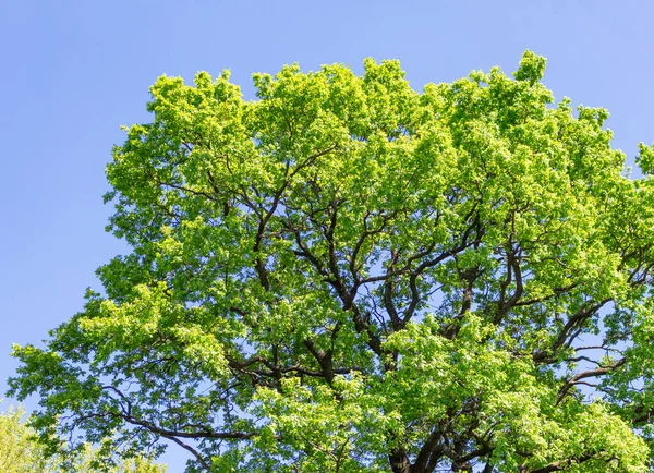 蓝色的天空映衬着绿色的大橡木 — 图库照片