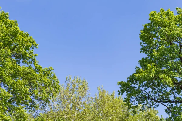蓝色的天空映衬着绿色的大橡木 — 图库照片